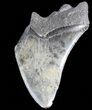 Partial, Serrated, Fossil Megalodon Tooth #52987-1